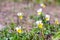 Wild pansies in the forest