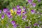 Wild pansies, viola tricolor, also known as johnny jump up