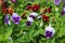 Wild pansies, viola tricolor, also known as johnny jump up