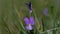 Wild pansies - Viola tricolor - macro shot