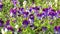 Wild Pansy flowers, Viola tricolor in green grass on sunny windy evening, stock video footage