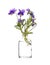 Wild pansy three faces in a hood or love-in-idleness in a glass vessel on a white background