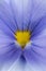 Wild pansy Viola tricolor