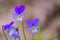 Wild pansy Viola tricolor flower. Close-up of a flower from a Viola tricolor plant, showing the papillae finger-like and petal