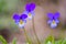 Wild pansy Viola tricolor flower. Close-up of a flower from a Viola tricolor plant, showing the papillae finger-like and petal