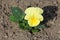 Wild pansy or Viola tricolor small wild flower with yellow petals surrounded with dark green leaves and dry soil