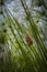 Wild Papyrus plants close-up