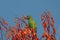 Wild parakeet