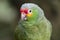 Wild Parakeet