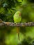 Wild parakeet bird sitting on the branch London