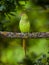 Wild parakeet bird sitting on the branch London