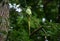 Wild parakeet in tree