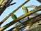 Wild parakeets Psittacula krameri in palm tree