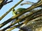 Wild parakeets Psittacula krameri in palm tree