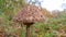 Wild parasol mushroom growing in the forest