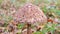 Wild parasol mushroom growing in the forest