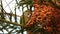 Wild parrot on a tree