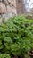 wild parsley grows out of the wall