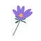 Wild pasque flower. Pasqueflower floral plant. Blooming meadow anemone. Gentle prairie crocus herb. Botanical flat