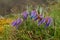 Wild Pasque flower, Pulsatilla vulgaris, first spring flower