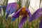 Wild Pasque flower, Pulsatilla vulgaris, first spring flower