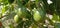 Wild passion fruit growth in the  forest