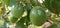 Wild passion fruit growth in forest