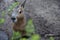 Wild patagonian mara with green leaves in front of it