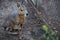 Wild patagonian mara with green leaves in front of it