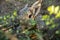 Wild patagonian mara with green leaves in front of it. A curious patagonian mara next to tree leaves.