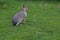 A wild patagonian mara in nature