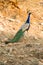 A wild peacock, Rajasthan, India.
