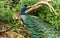 Wild peacock, Sri Lanka