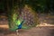 Wild Peacock in tropical forest with Feathers Out