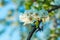Wild Pear tree blossom. Horizontal banner with white flower on cyan color blurred backdrop.Spring nature card background