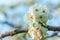 Wild Pear tree blossom. Horizontal banner with white flower on cyan color blurred backdrop.Spring nature card background