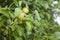 Wild pear tree closeup in an orchard garden