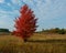 Wild pear tree with red foliage, countryside landscape