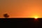 A wild pear tree and the setting sun that is about to disappear behind the mountain