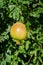 Wild pears growing on a tree in an oasis in Morocco, North Africa