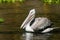 Wild pelican, Africa
