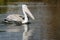 Wild pelican, Africa