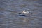 Wild Pelican Landing on Water