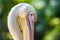 Wild Pelican Portrait