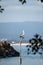 Wild Pelican on top of a Light Post by the Ocean