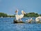 Wild Pelicans in The Danube Delta in Tulcea, Romania