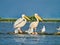 Wild Pelicans in The Danube Delta in Tulcea, Romania