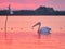 Wild Pelicans in The Danube Delta in Tulcea, Romania