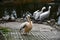 Wild pelicans half-turned next to the lake cleaning feathers with their beaks