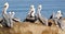 Wild Pelicans on an Ocean overlook